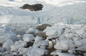 Two southern Gentoo penguins, Pygoscelis papua, amongst sea ice on the shore. Antarctica.