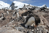 Southern Gentoo penguin, Pygoscelis papua, on nest with young chick. The ground is coloured pink from guano. Antarctica.