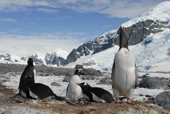 Southern Gentoo penguins, Pygoscelis papua, at their nesting site. Antarctica.