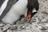 Southern Gentoo penguin, Pygoscelis papua, with newly hatched chick. The soft spines on the adult's tongue are visible. Antarctica.