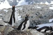Southern Gentoo penguins, Pygoscelis papua. Antarctica.