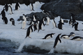 Southern Gentoo and Adelie penguins leaping out of the water. Antarctica.