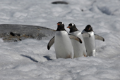 Three southern Gentoo penguins, Pygoscelis papua, walking over snow. Antarctica.