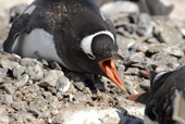 Two southern Gentoos, Pygoscelis papua, on their nest sites, squabbling. Antarctica.