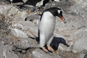 Southern Gentoo penguin, Pygoscelis papua, with a stone in its beak. Antarctica.