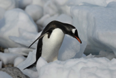 Southern Gentoo penguin, Pygoscelis papua, against a backdrop of snow and ice. Antarctica.