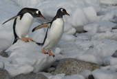 Two southern Gentoo penguins Pygoscelis papua, make their way over ice covered rocks. Antarctica.