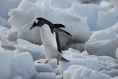 Southern Gentoo penguin, Pygoscelis papua, wet from the sea, makes its way over ice. Antarctica.