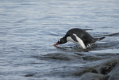 Southern Gentoo penguin, Pygoscelis papua, at the water's edge.