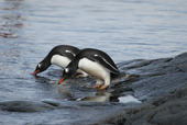 Two southern Gentoo penguins, Pygoscelis papua, on the edge of the water. Antarctica.
