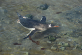 Southern Gentoo penguin, Pygoscelis papua, swimming underwater.