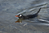 Southern Gentoo penguin, Pygoscelis papua, swimming. Antarctic