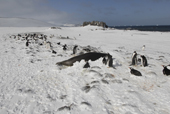 Southern Gentoo penguins, Pygoscelis papua, and seal on snow covered shore. Antarctica