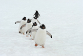 A row of southern Gentoo penguins, Pygoscelis papua, on snow. Antarctica