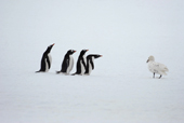 A row of southern Gentoo penguins, Pygoscelis papua, & Giant Petrel. Antarctica.