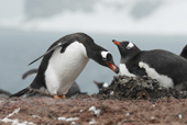 Southern Gentoo penguin, Pygoscelis papua, either removing or placing a stone at nestsite. Antarctica