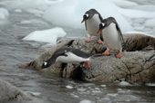 Southern Gentoo penguins, Pygoscelis papua, dive into the sea off a rock. Antarctica.