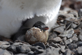 Newly hatched southern Gentoo chick, Pygoscelis papua. Antarctica.