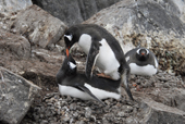 Southern Gentoo penguins, Pygoscelis papua, mating. Antarctica