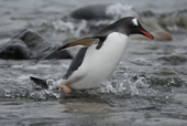 Southern Gentoo penguin, Pygoscelis papua, emerges wet from the sea. Antarctica.