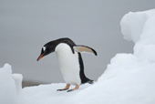 Southern Gentoo penguin, Pygoscelis papua, on ice.