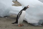 Southern Gentoo penguin, Pygoscelis papua, breaking off a large piece of ice. Antarctica.