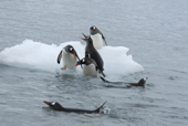 Southern Gentoo penguins, Pygoscelis papua, on a piece of ice, and in the water. Antarctica.