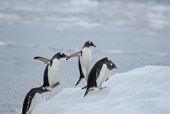 Southern Gentoo penguins, Pygoscelis papua, leap out of the water onto ice. Antarctica.