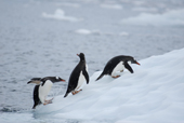 Southern Gentoo penguins, Pygoscelis papua, leap out of the water onto an ice floe.