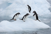 Southern Gentoo penguins, Pygoscelis papua, on a small iceberg. Antarctica.