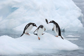 Southern Gentoo penguins, Pygoscelis papua, on some floating ice. Antarctica.