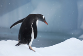 Southern Gentoo penguin, Pygoscelis papua, on ice with snow falling. Antarctica.