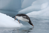 Southern Gentoo penguin, Pygoscelis papua, diving off ice into the water. Antarctica.