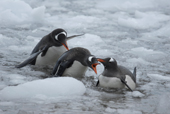 Southern Gentoo penguins, Pygoscelis papua, squabbling in the icy water. Antarctica.