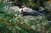 Mountain Ash berries on a tree above the Banchor Beat, with fisherman, River Findhorn. Scotland