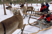 Reindeer sled rides at the Sami Cultural tour. Jukkasjarvi. Sweden. 2003