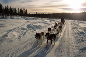 Dogsledding across one of the forest trails near Jukkasjarvi. Sweden. 2003