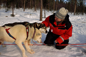 Tourist makes friends with huskies during a break for coffee. Jukkasjarvi. Sweden. 2003