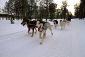 A team of huskies pulling a sled carrying tourists on a trip near Jukkasjarvi. Sweden. 2003