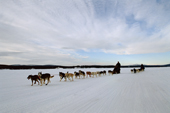 Teams of huskies pulling a sled carrying tourists on a trip near Jukkasjarvi. Sweden. 2003
