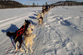 Teams of huskies take a rest during a dog sled tour near Jukkasjarvi. Sweden. 2003