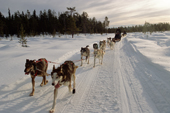 Teams of huskies pulling a sled carrying tourists on a trip near Jukkasjarvi. Sweden. 2003