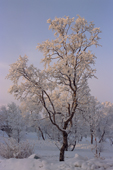 Snow covered tree catches the sun in the early morning. Kiruna. Sweden. 2003