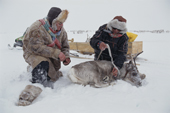 Sami herders Alf & Mikkel tie up a calf to take it home safely for extra feed. Karasjok. Sapmi. Norway. 2000