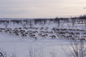 Lines of reindeer follow the prints of the animal ahead on their spring migration. karasjok. Sapmi. Norway. 2000