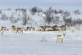 A herd of Reindeer feeding at their spring pastures. Finnmark, N. Norway. 2000
