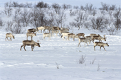 A herd of Reindeer feeding at their spring pastures. Finnmark, N. Norway. 2000