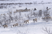 Sami reindeer herders take hay to their reindeer on winter pastures at end of winter. Sapmi. Norway. 2000