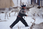 Wearing a traditional hat, Sami Reindeer herder from Karasjok lassoeing reindeer. Sapmi, Karasjok. N. Norway. 2000