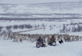 Sami herders follow their reindeer who follow a man on a skidoo to the corral. Karasjok. Sapmi. Norway. 2000